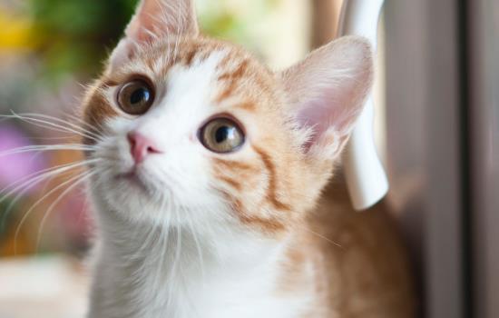 猫咪眼睛有透明分泌物
