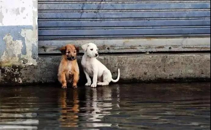 河南暴雨400只狗被困，养宠人避灾指南看这里！