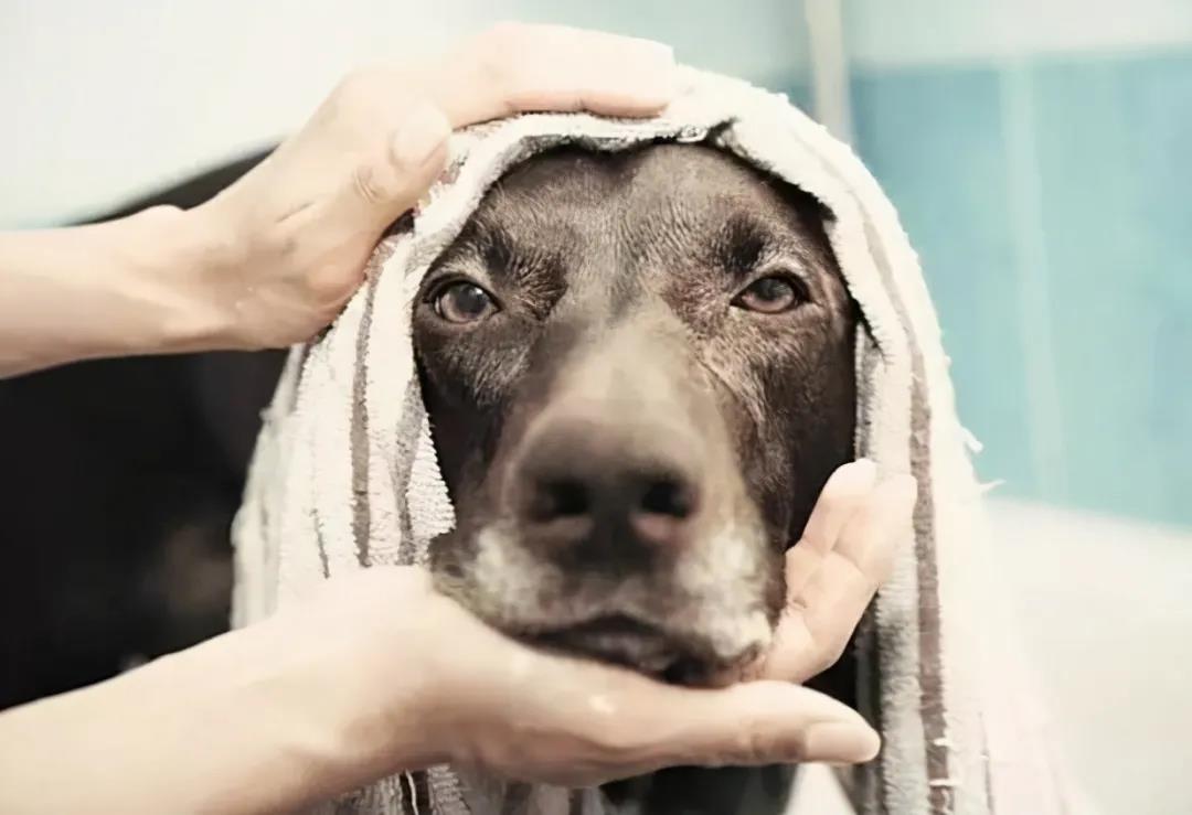 警惕！这六种情况下不能给狗狗洗澡！