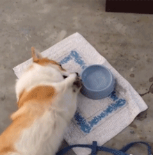 狗狗一天需要喝多少水？太多或太少都不行！