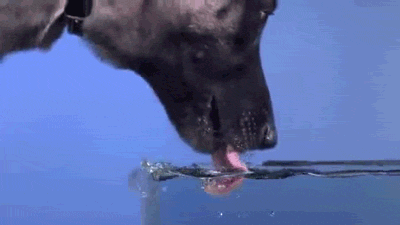 狗狗一天需要喝多少水？太多或太少都不行！