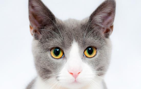 小奶猫多久睁眼