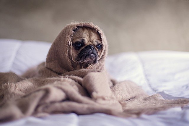 巴哥犬皮肤病用什么药