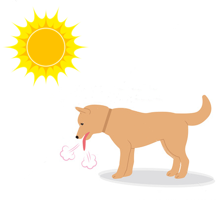 中暑还是空调病，狗狗必须选一个？