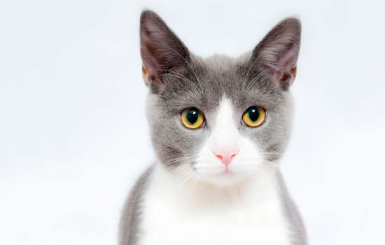 白猫蓝眼睛什么品种