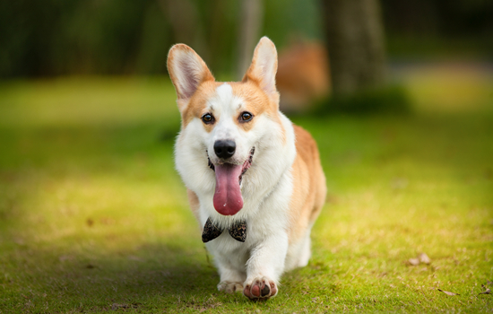 狗需要打狂犬疫苗吗