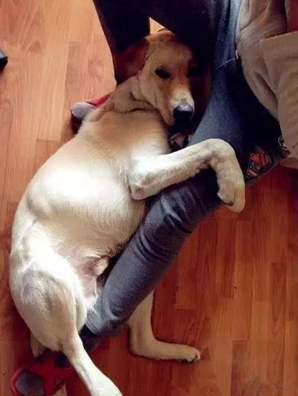 狗狗“抱大腿”的含义，一般人都不懂！