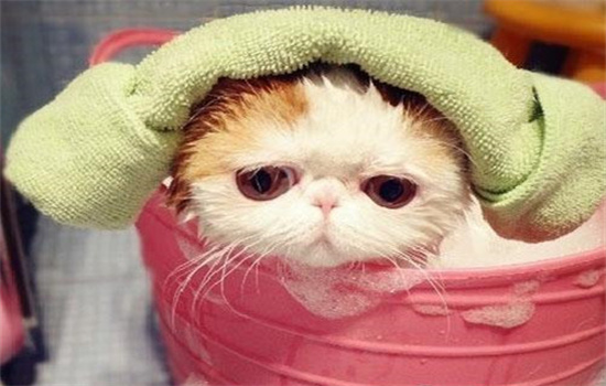 猫咪洗完澡不吹干会怎样