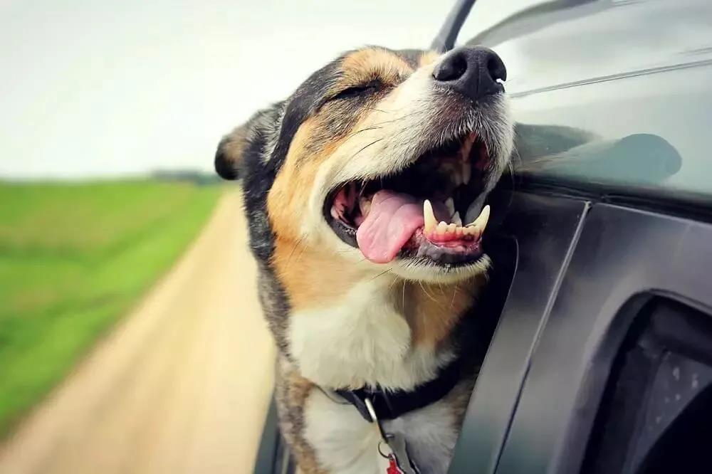 为什么狗狗喜欢把头伸出车窗外？