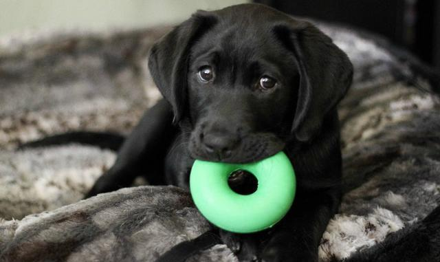 如何防止狗狗拆家？给它个合适的玩具！