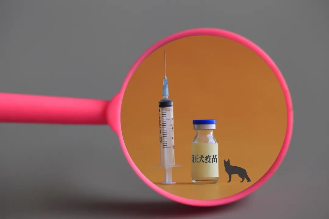 你的疫苗打错啦 关于狗狗疫苗的五大谣言