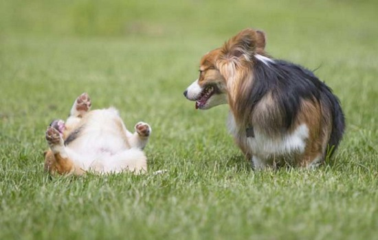 为什么狗喜欢在草地上打滚?