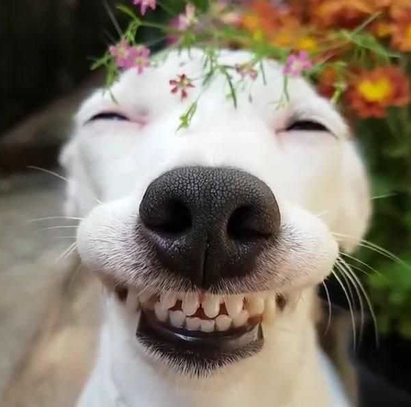 狗狗会笑吗？原来事实是这样的！