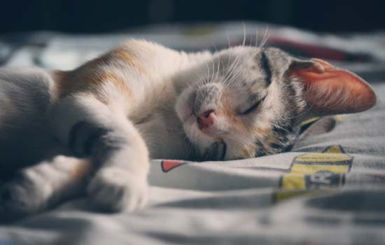 小猫睡觉时候喘息的特别快