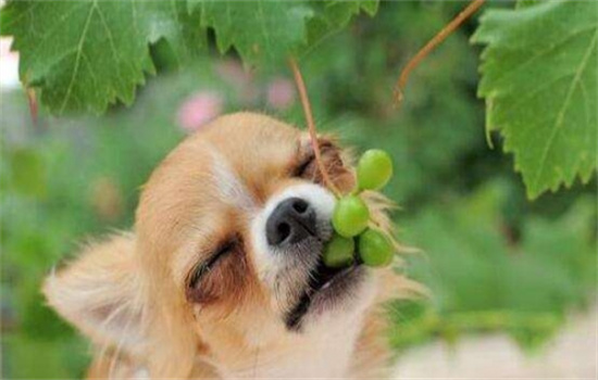 狗吃葡萄中毒原因