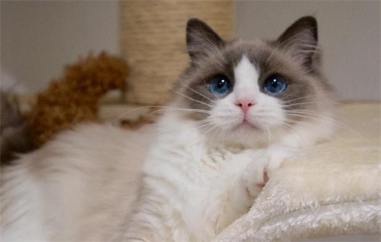 布偶猫的眼睛都是蓝色的吗