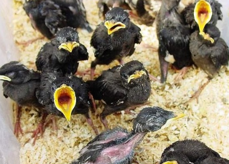 八哥鸟繁殖期饲养方法 八哥每年繁殖两次