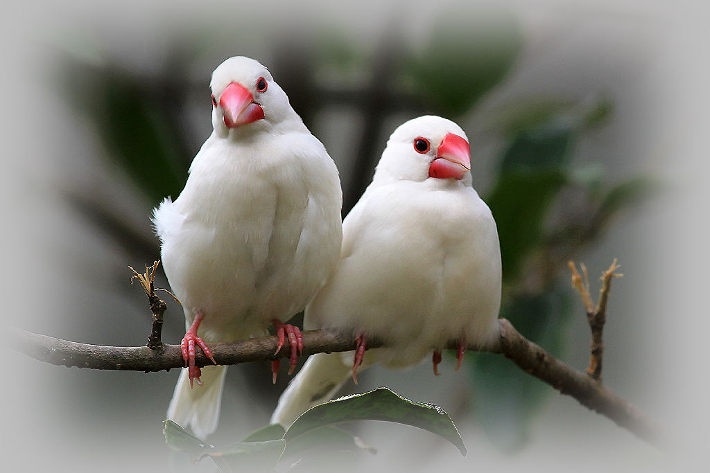 白文鸟吃什么怎么喂养最好 白文鸟吃什么水果蔬菜