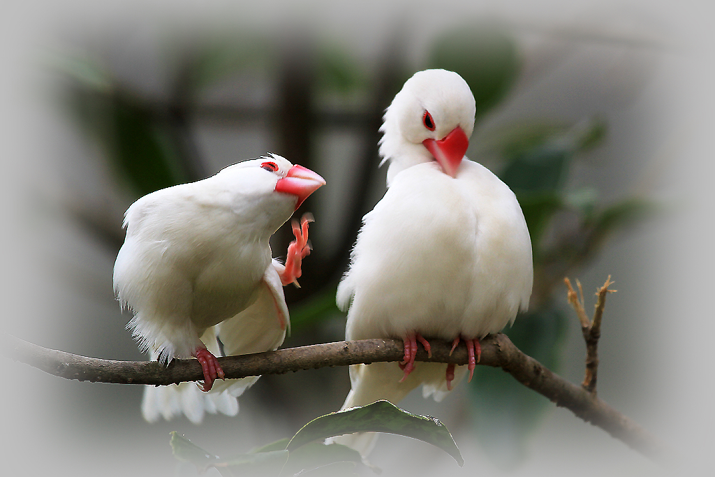 白文鸟吃什么容易生蛋 白文鸟吃什么食物比较好