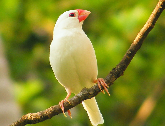 白文鸟幼鸟与成年鸟的区别