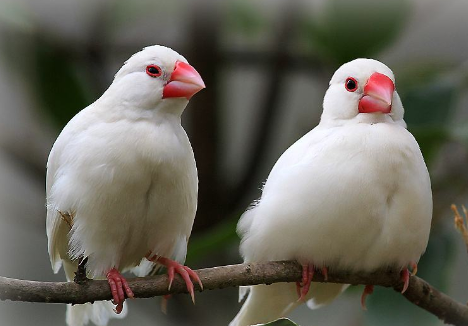 白文鸟幼鸟如何分公母 白文鸟幼鸟几个月开始叫
