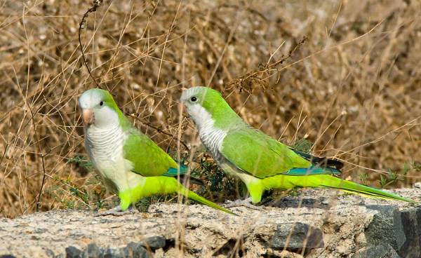 绿和尚鹦鹉能活多少年 绿和尚鹦鹉寿命