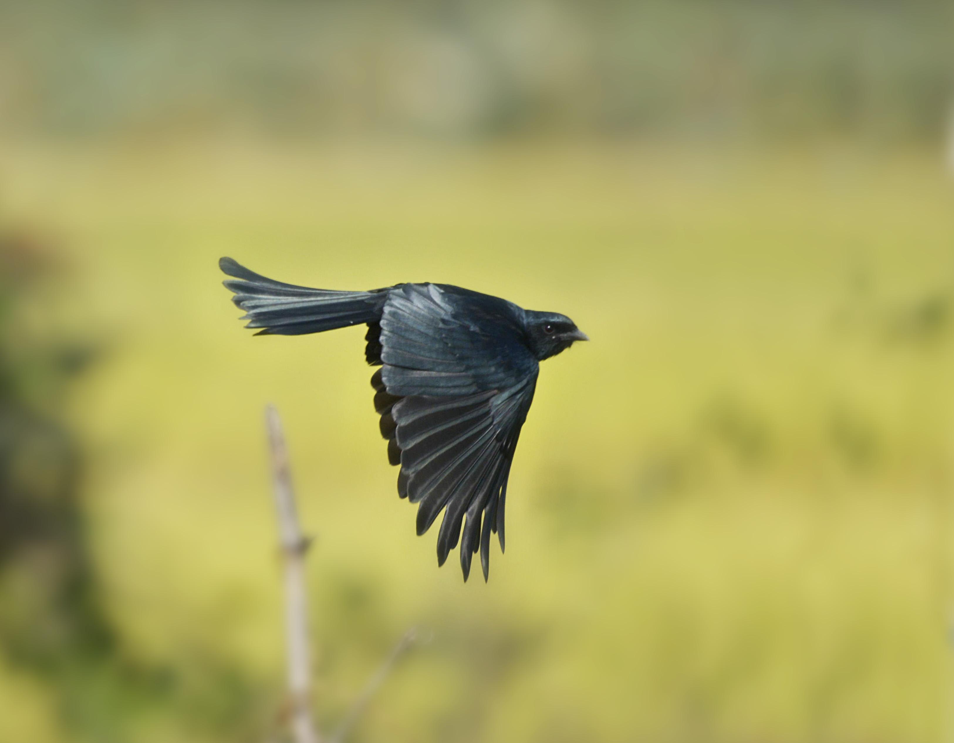 黑卷尾鸟多少钱一只 黑卷尾幼鸟多少钱一只
