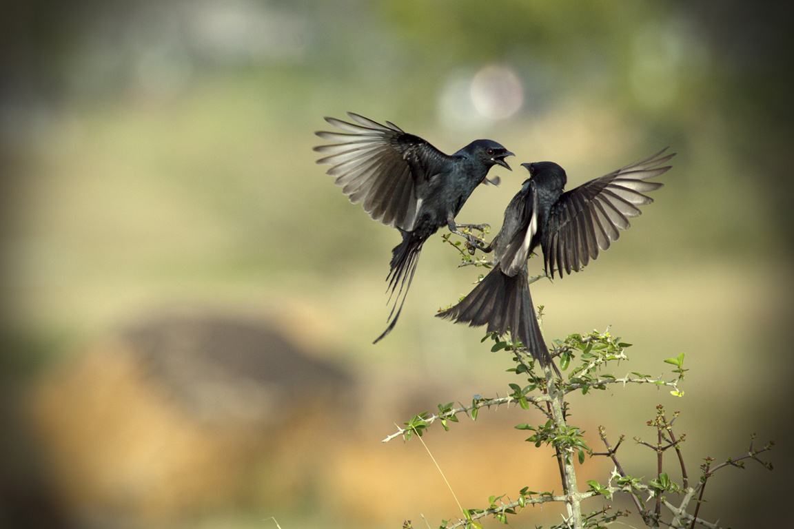 黑卷尾鸟是否属于保护动物 黑卷尾鸟是保护动物吗