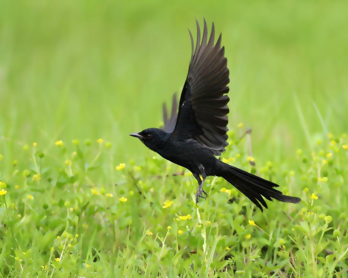 黑卷尾幼鸟吃什么食物 黑卷尾鸟能喂干鸟食吗