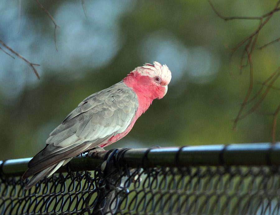 粉红凤头鹦鹉能养吗 粉红凤头鹦鹉是保护动物吗