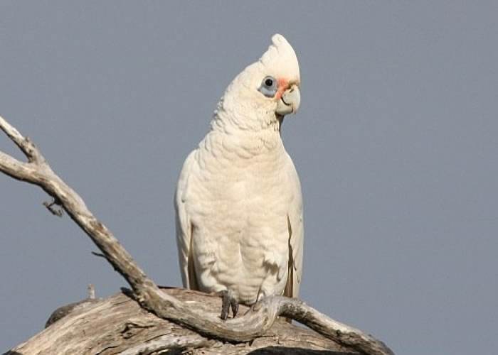 蓝眼凤头鹦鹉是国家保护动物吗 蓝眼凤头鹦鹉注意事项