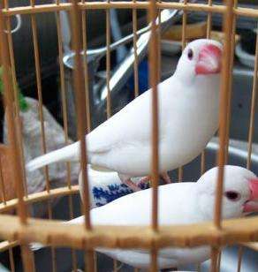 白玉鸟的饲养与繁殖 白玉鸟的饲养方法