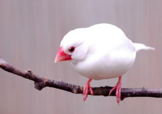 白玉鸟吃什么食物 白玉鸟吃什么东西最好