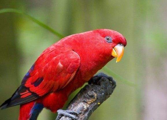 红色吸蜜鹦鹉多少一只 红色吸蜜鹦鹉多少钱