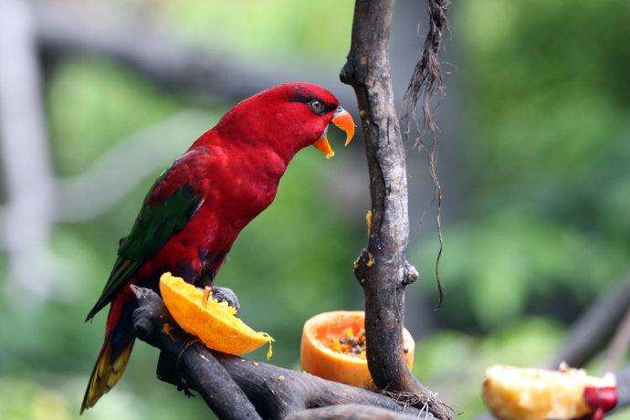 红色吸蜜鹦鹉保护级别 红色吸蜜鹦鹉是保护动物吗