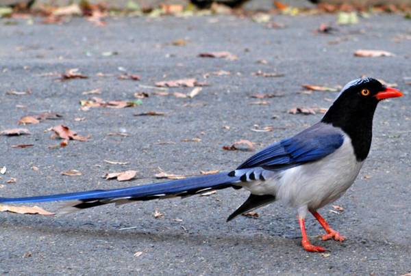 红嘴蓝鹊是几级保护 红嘴蓝鹊如何饲养