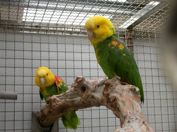 双黄头亚马逊鹦鹉价格 双黄头亚马逊鹦鹉多少钱