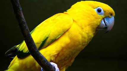 大金黄锥尾鹦鹉价格 金黄锥尾鹦鹉多少钱