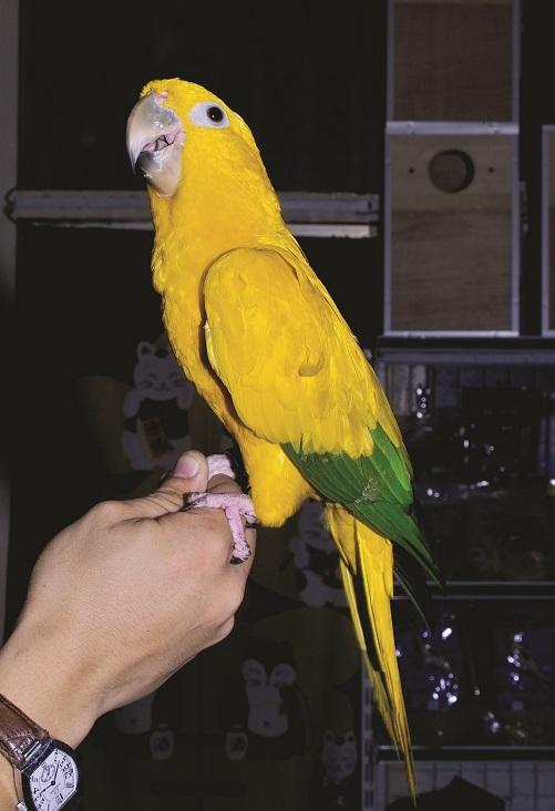 金黄锥尾鹦鹉性情如何 金黄锥尾鹦鹉的性情
