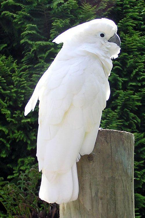 白凤头鹦鹉会说话吗 白凤头鹦鹉会不会说话