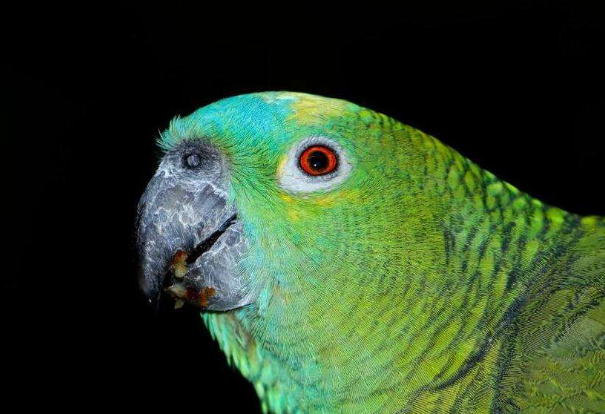 蓝顶亚马逊鹦鹉价格 蓝顶亚马逊鹦鹉多少钱一只
