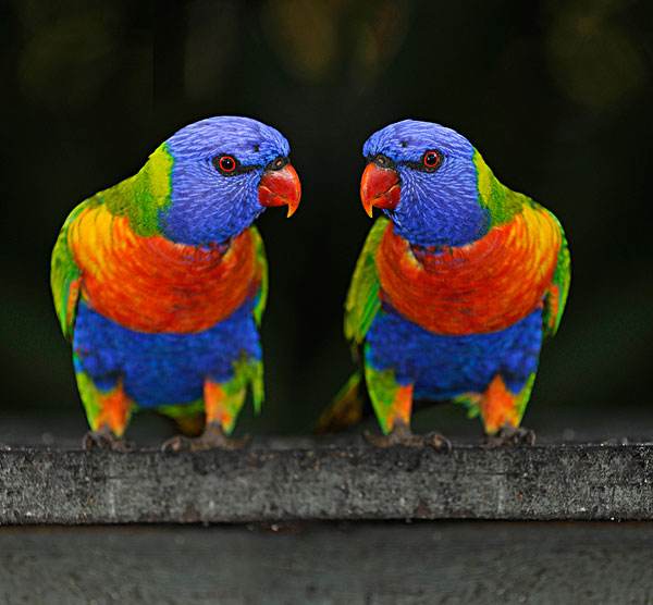 彩虹吸蜜鹦鹉训练法 彩虹吸蜜鹦鹉怎么让它说话