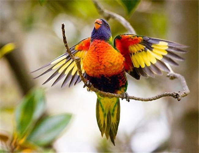 彩虹吸蜜鹦鹉能活多少年 澳洲彩虹吸蜜鹦鹉寿命