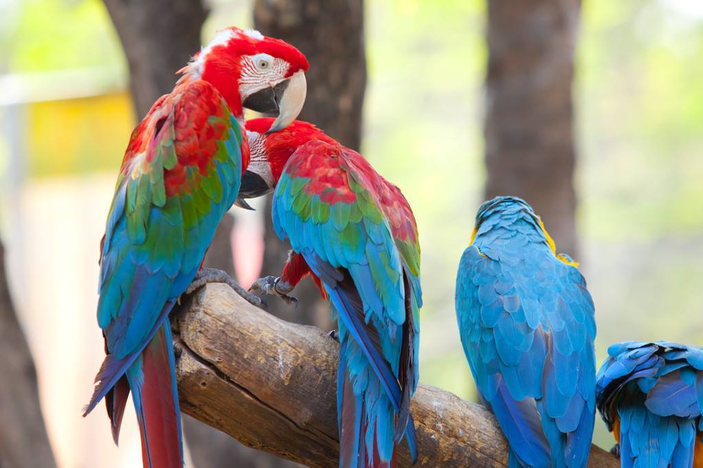 绯红金刚鹦鹉是不是保护动物 绯红金刚鹦鹉是几级保护动物