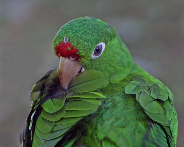 红额亚马逊鹦鹉保护级别 红额亚马逊鹦鹉几级保护
