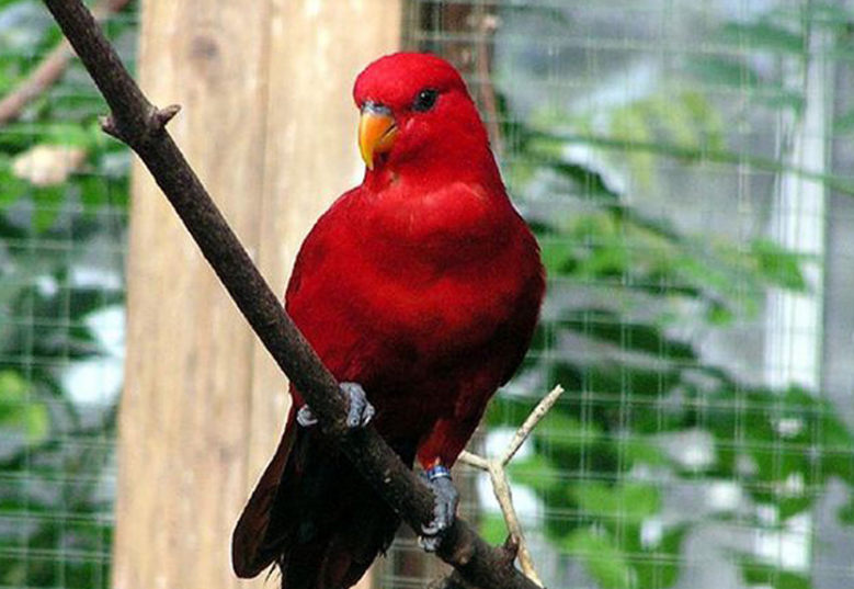 红色吸蜜鹦鹉寿命 红色吸蜜鹦鹉能活多少年