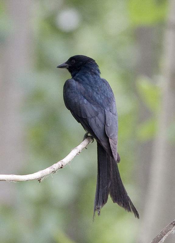 黑卷尾鸟怎样分辨雌雄 黑卷尾鸟公母怎么分