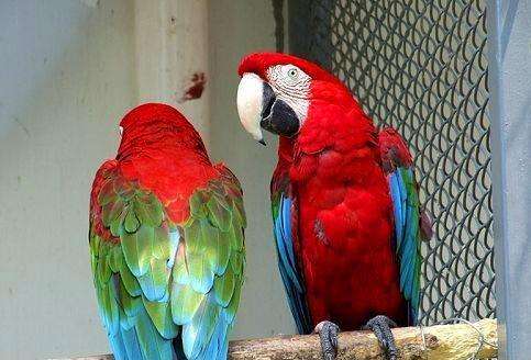 红绿金刚鹦鹉喜欢吃什么 红肩金刚鹦鹉都吃什么食物