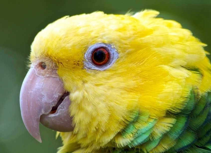 黄颈亚马逊鹦鹉是几级保护动物