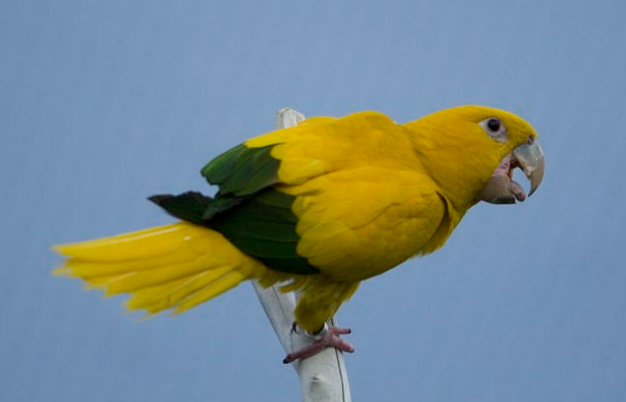 金黄锥尾鹦鹉是几级保护鸟类